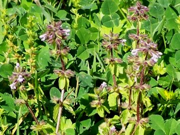 Melittis melissophyllum e Stachys arvensis